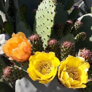 Meet your Posher, Thuangiao